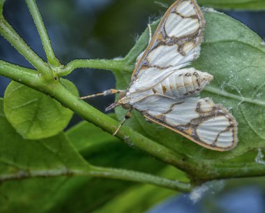 Cirrhochrista fumipalpis vahşi güve