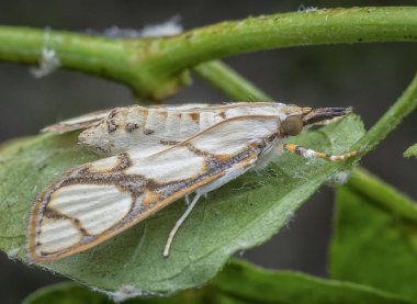 Cirrhochrista fumipalpis vahşi güve