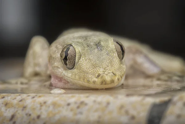 Lézard Domestique Commun — Photo