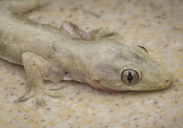 yerli ortak ev kertenkele