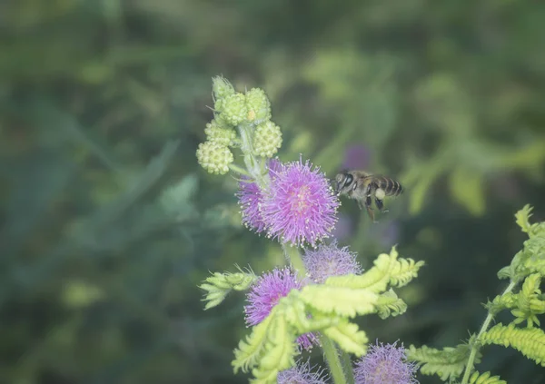Honey Bee Mimosa Pudica — Stockfoto