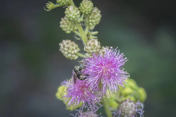Honey Bee Mimosa Pudica — Stock Photo, Image