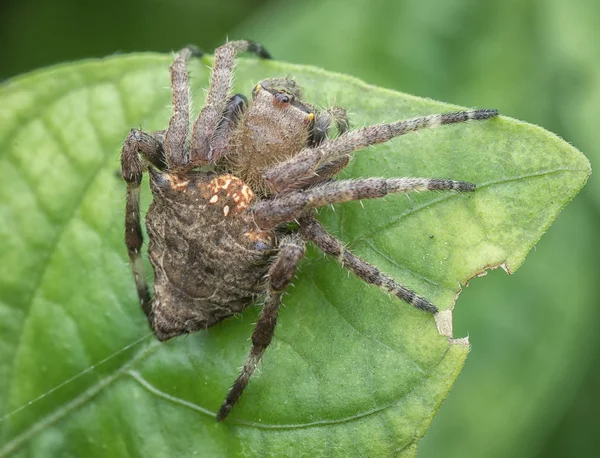 Closeup Small Araneidae Spider — Stock Photo, Image