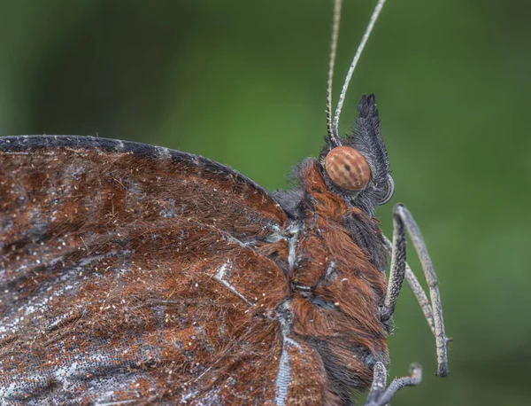 Disparo Cabeza Mariposa Marrón —  Fotos de Stock