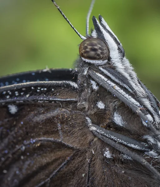 Tiro Cabeça Borboleta Marrom — Fotografia de Stock