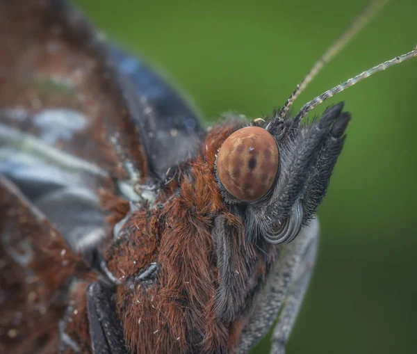 Tiro Cabeça Borboleta Marrom — Fotografia de Stock