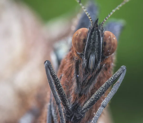 Headshot Papillon Brun — Photo