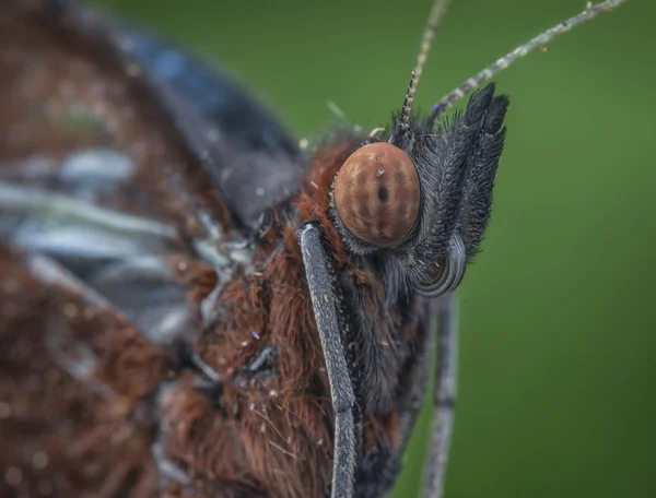 Kopfschuss Eines Braunen Schmetterlings — Stockfoto