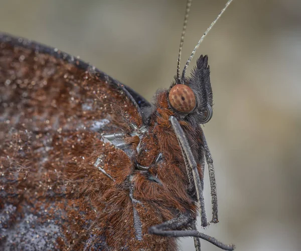 Disparo Cabeza Mariposa Marrón — Foto de Stock