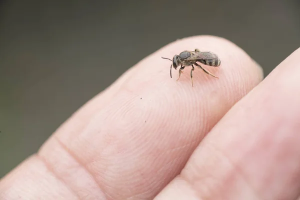 Svettas Bee Perching Finger — Stockfoto