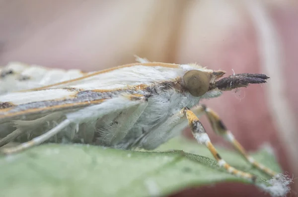 Cirrhochrista Fumipalpis Wild Moth — Stock Photo, Image