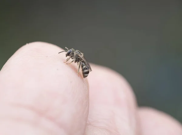 Svettas Bee Perching Finger — Stockfoto