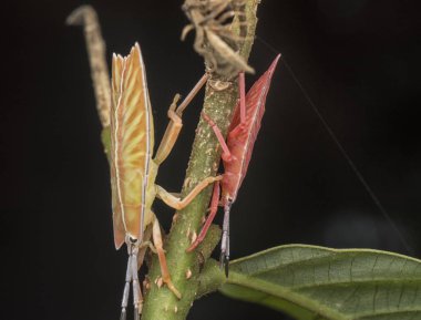 pycanum ile portre rubens nymp