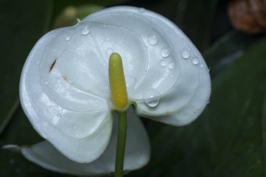 anthurium houseplant çiçek çeşitli