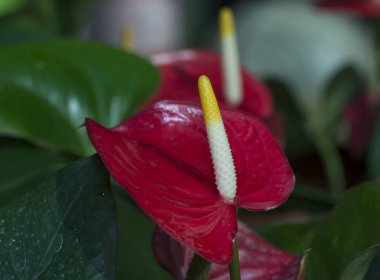 anthurium houseplant çiçek çeşitli