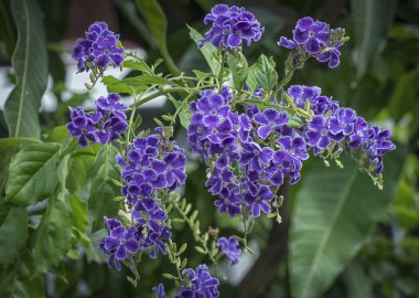 Mor duranta erecta bitki