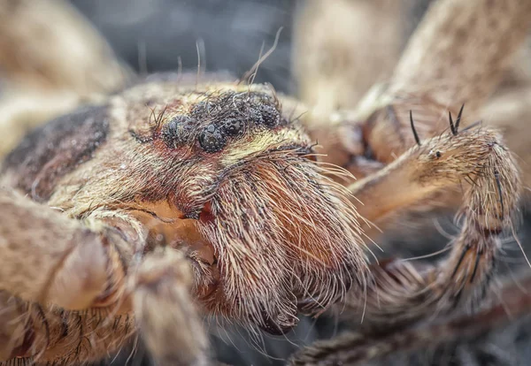 Wild Sparassoidea Huntsman Spider — Stock Photo, Image