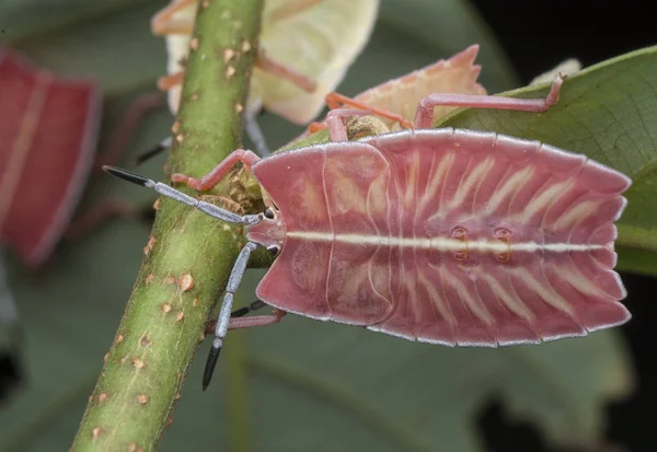 Closeup Met Pycanum Rubens Nymp — Stockfoto