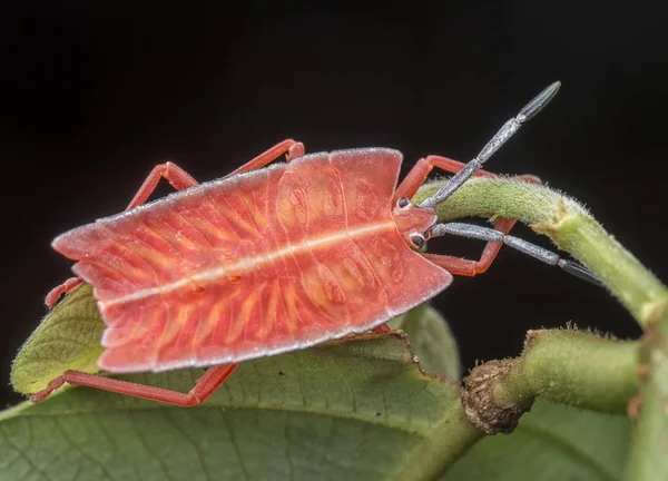 Closeup Met Pycanum Rubens Nymp — Stockfoto