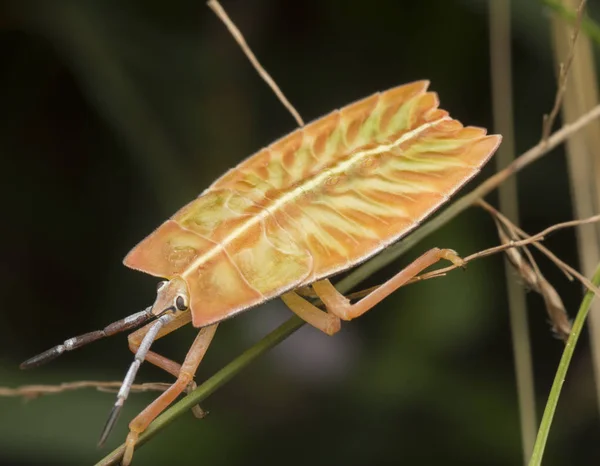 Closeup Met Pycanum Rubens Nymp — Stockfoto