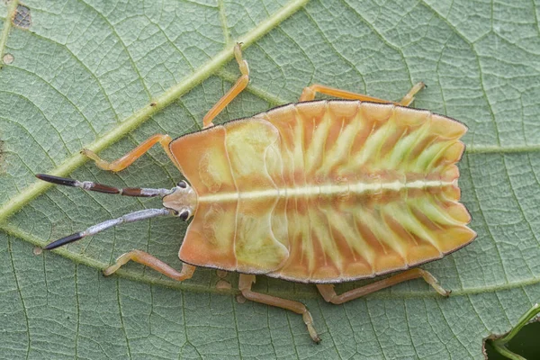 Closeup Met Pycanum Rubens Nymp — Stockfoto