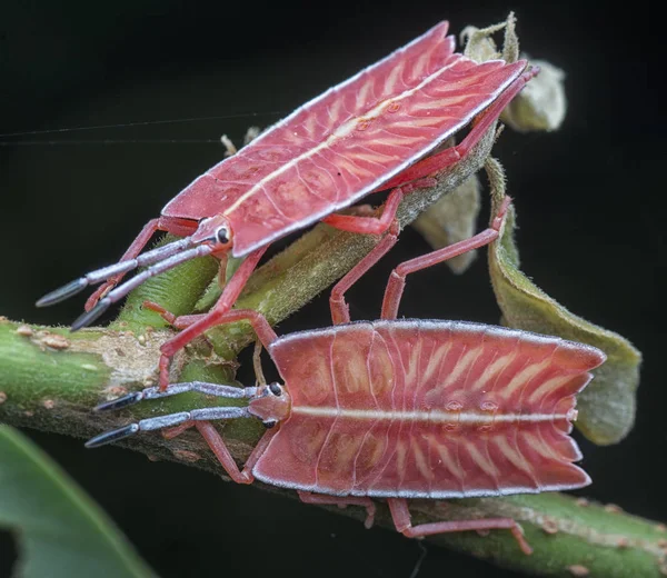 Close Com Ninfa Pycanum Rubens — Fotografia de Stock