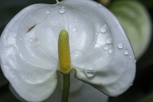 Variedade Flor Planta Anthurium — Fotografia de Stock