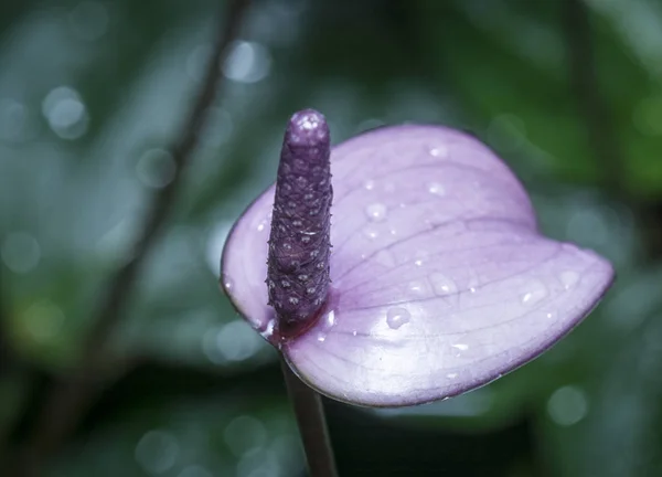 Variedade Flor Planta Anthurium — Fotografia de Stock