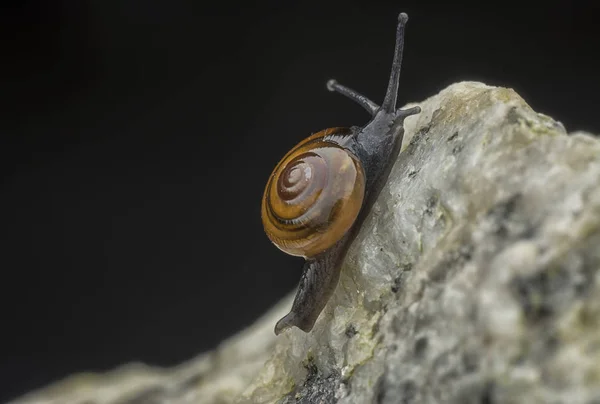 极端微小的闪亮蜗牛 — 图库照片