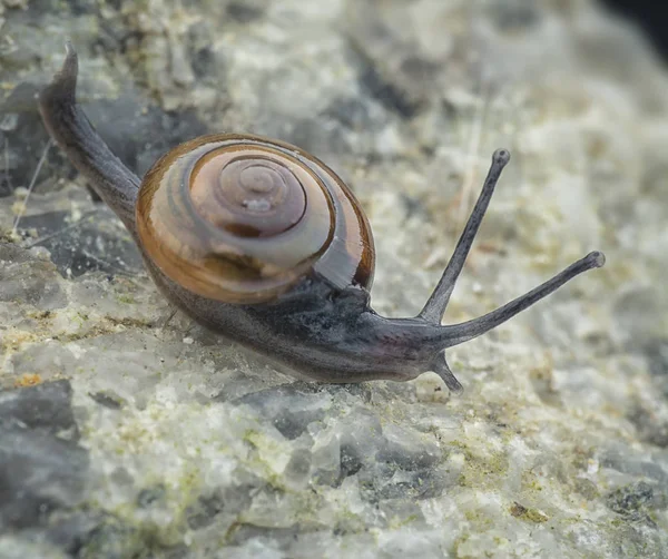 Caracol Brilhante Minúsculo Extremo — Fotografia de Stock