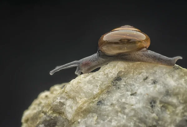 Caracol Brillante Diminuto Extremo — Foto de Stock