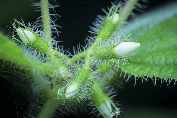 赫塔杂草植物 — 图库照片