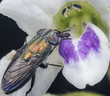 sürünen foxglove beslenen çiçek sineği ile yakın çekim