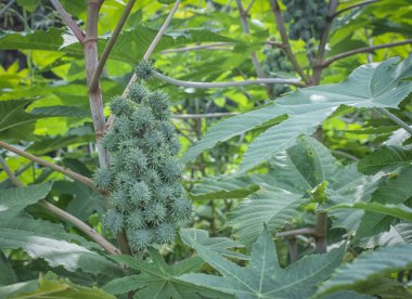 Hint yağı meyve bitki