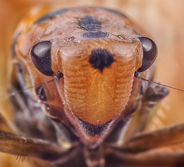 Planthopper böcek Topview