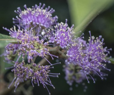bee feeding on nectar clipart