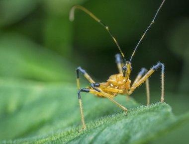 yeşil yaprak üzerinde yürüyen suikastçı böcek