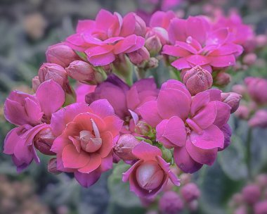 pembe rosalina kalanchoe çiçek