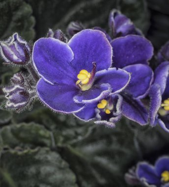 Mor afrika menekşe çiçeği