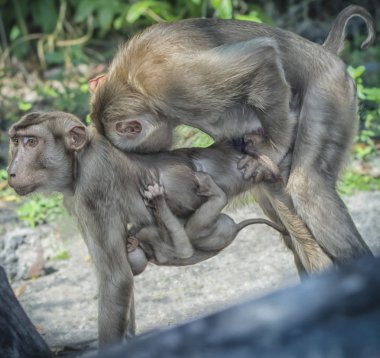 Vahşi rhesus makak maymunu