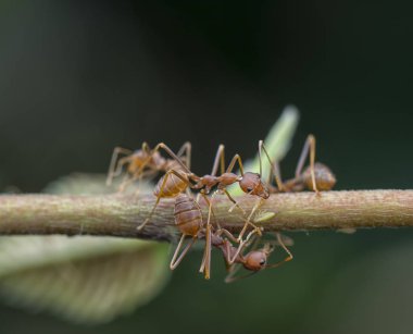 dokumacı karıncalar dalları tırmanma
