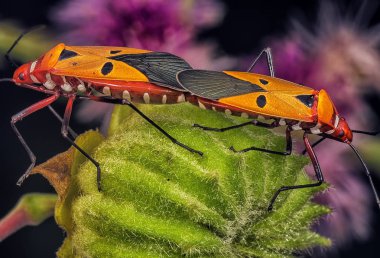 Kırmızı pamuk böcek mite