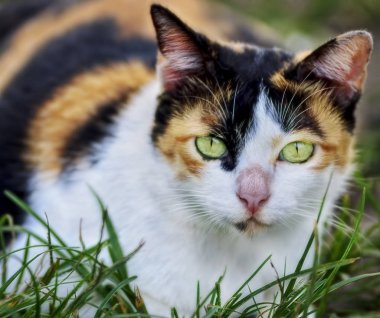 kedinin eys düz görünüyor