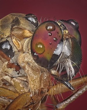 robberfly ile yakın çekim 