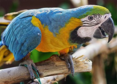 Brazilan parrot on the branch clipart