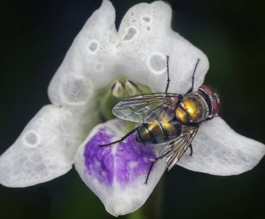 sürünen foxglove beslenen bir sinek ile yakın çekim
