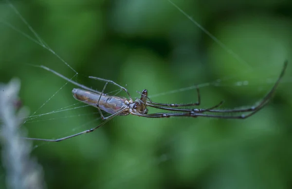 Lange Jawed Orbweaver Spider — Stockfoto