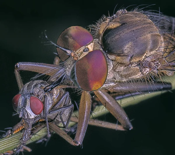 Portre Ile Ile Robberfly — Stok fotoğraf