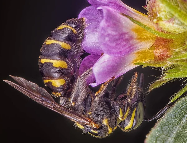 Μέλισσα Που Τρέφεται Λουλούδι — Φωτογραφία Αρχείου