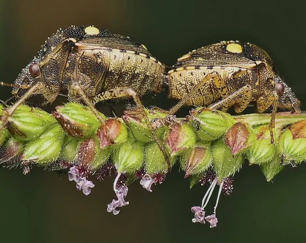 Twee Stinkend Bugs Copulerende — Stockfoto